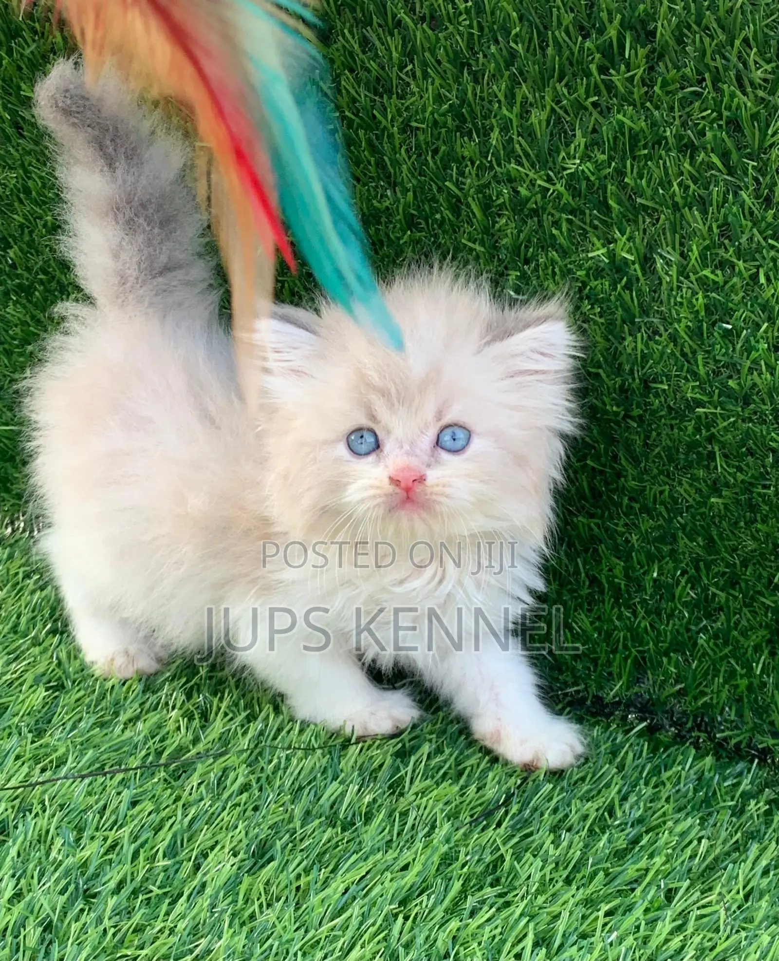 1-3 months Female Purebred Persian