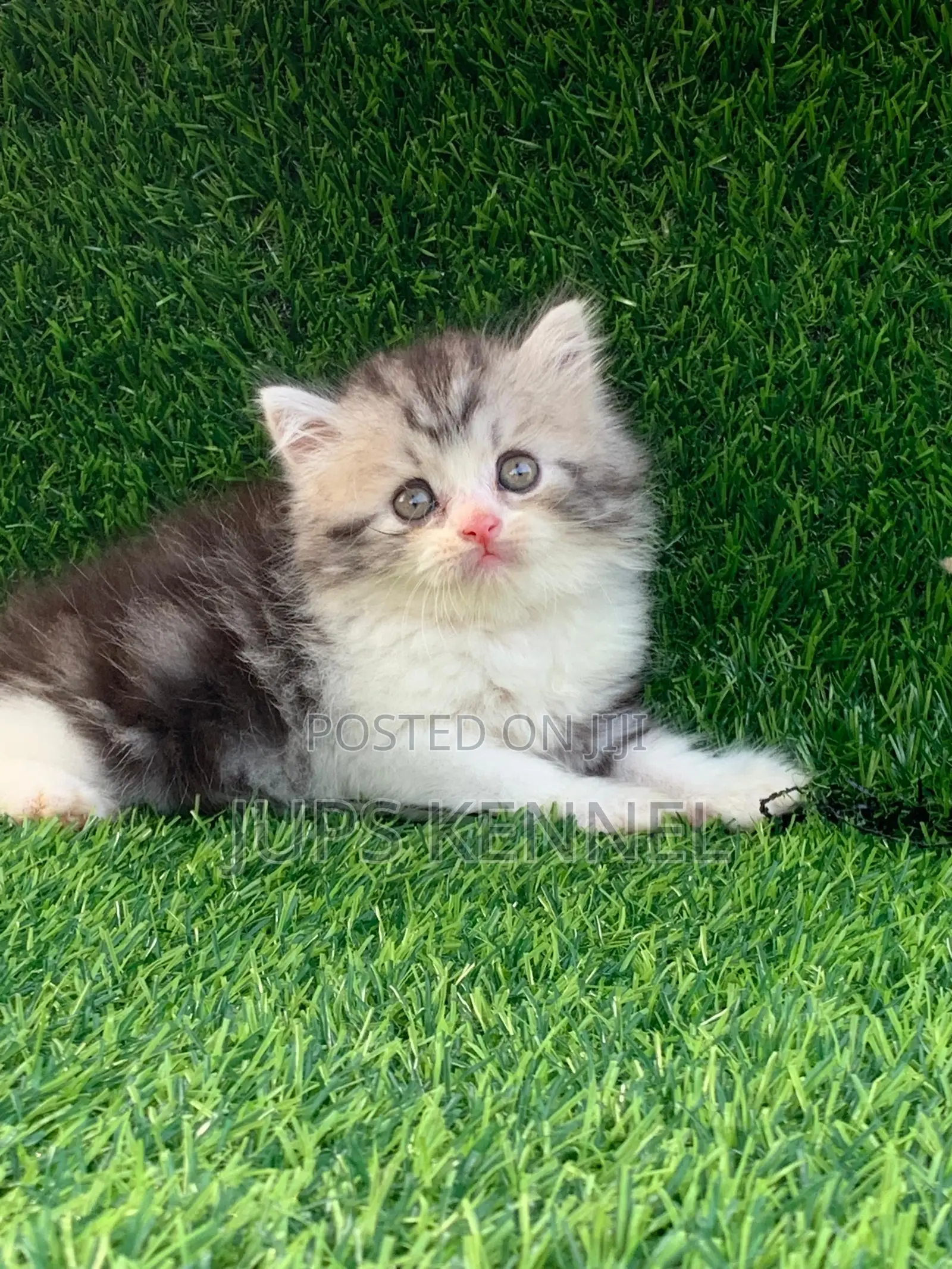 1-3 months Female Purebred Persian
