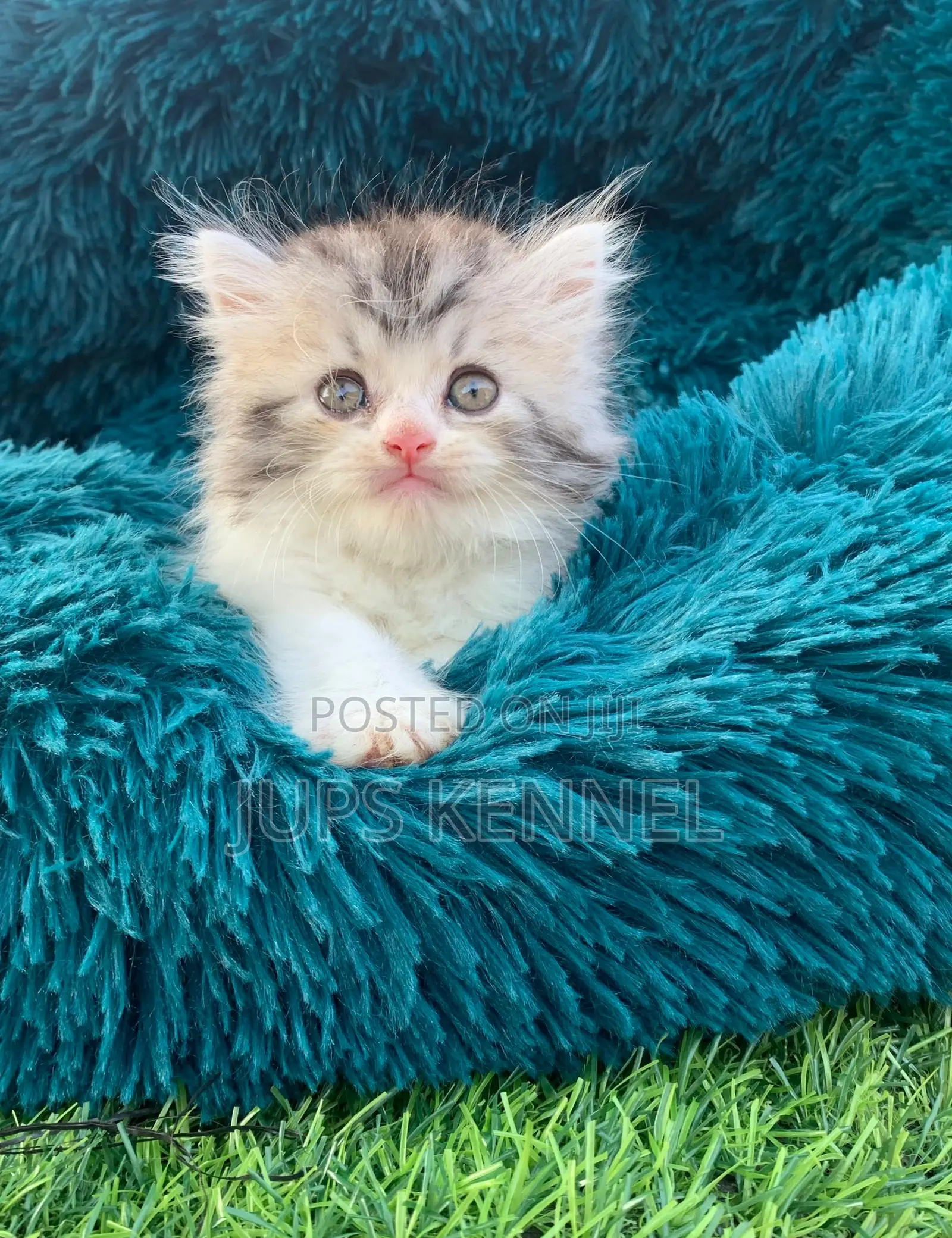1-3 months Female Purebred Persian