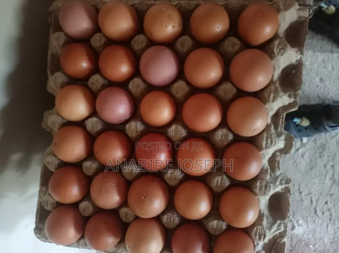 Poultry Eggs