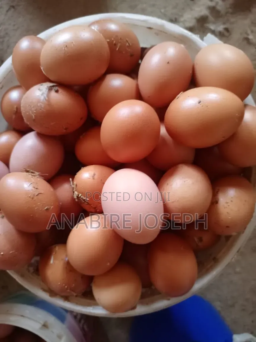 Poultry Eggs