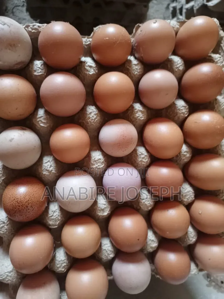 Poultry Eggs