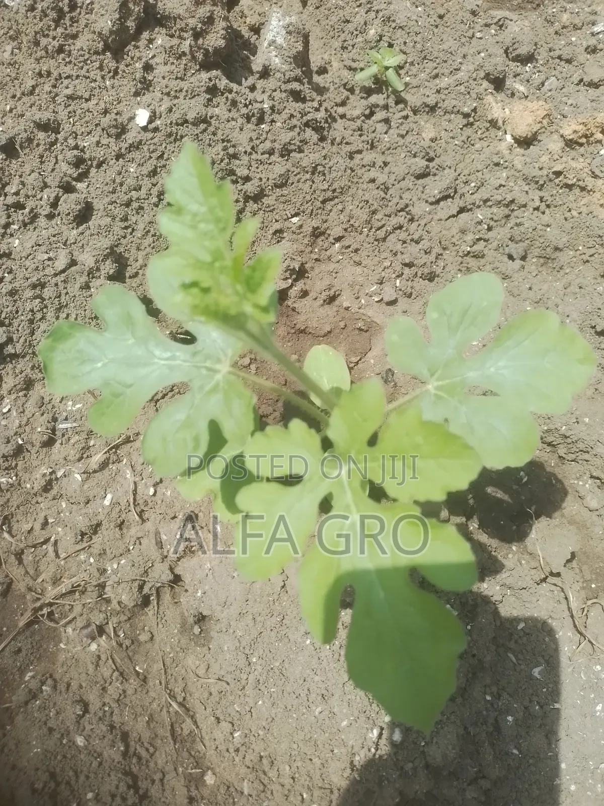 Watermelon Seedlings