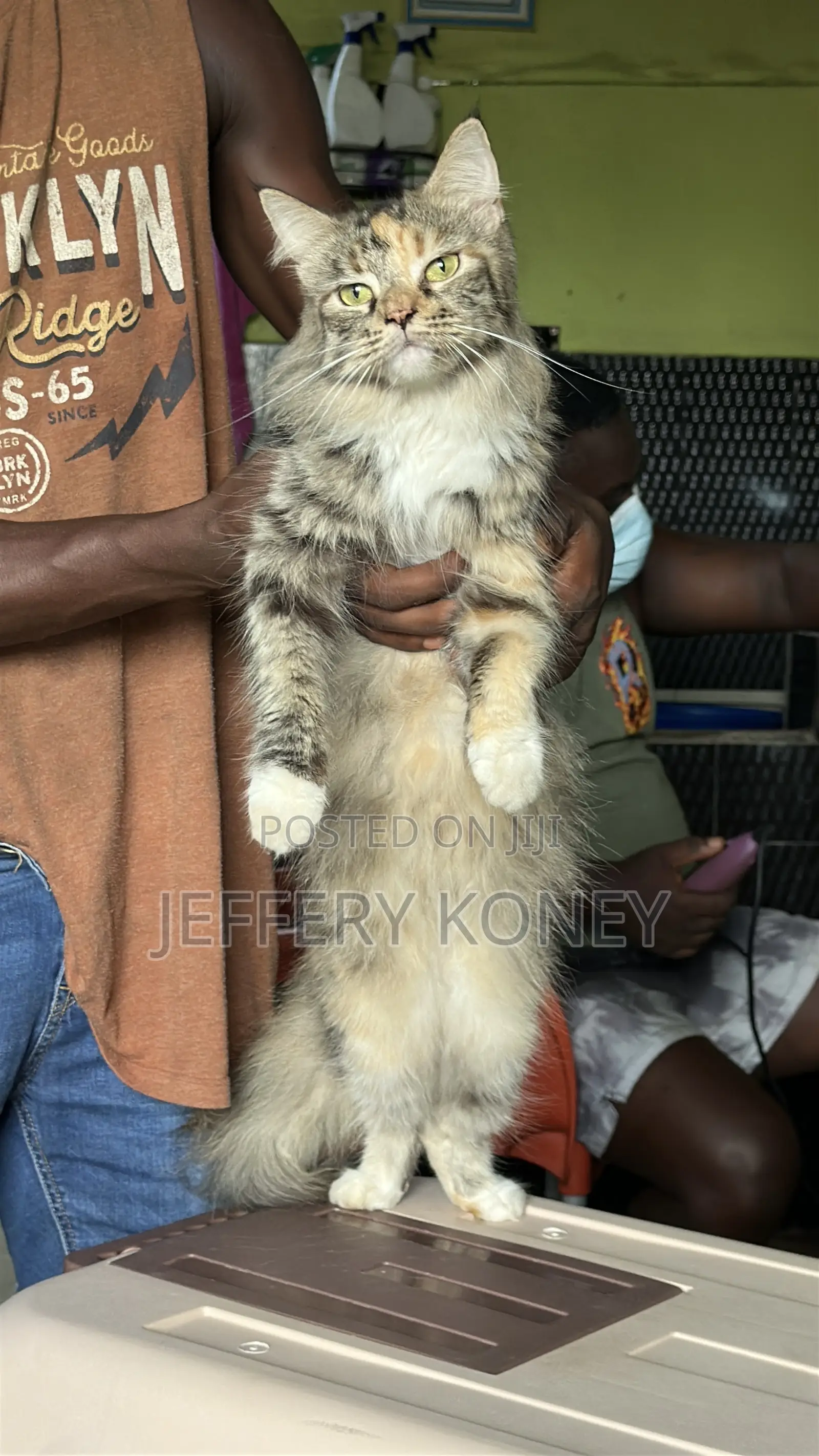 6-12 months Female Purebred Maine Coon