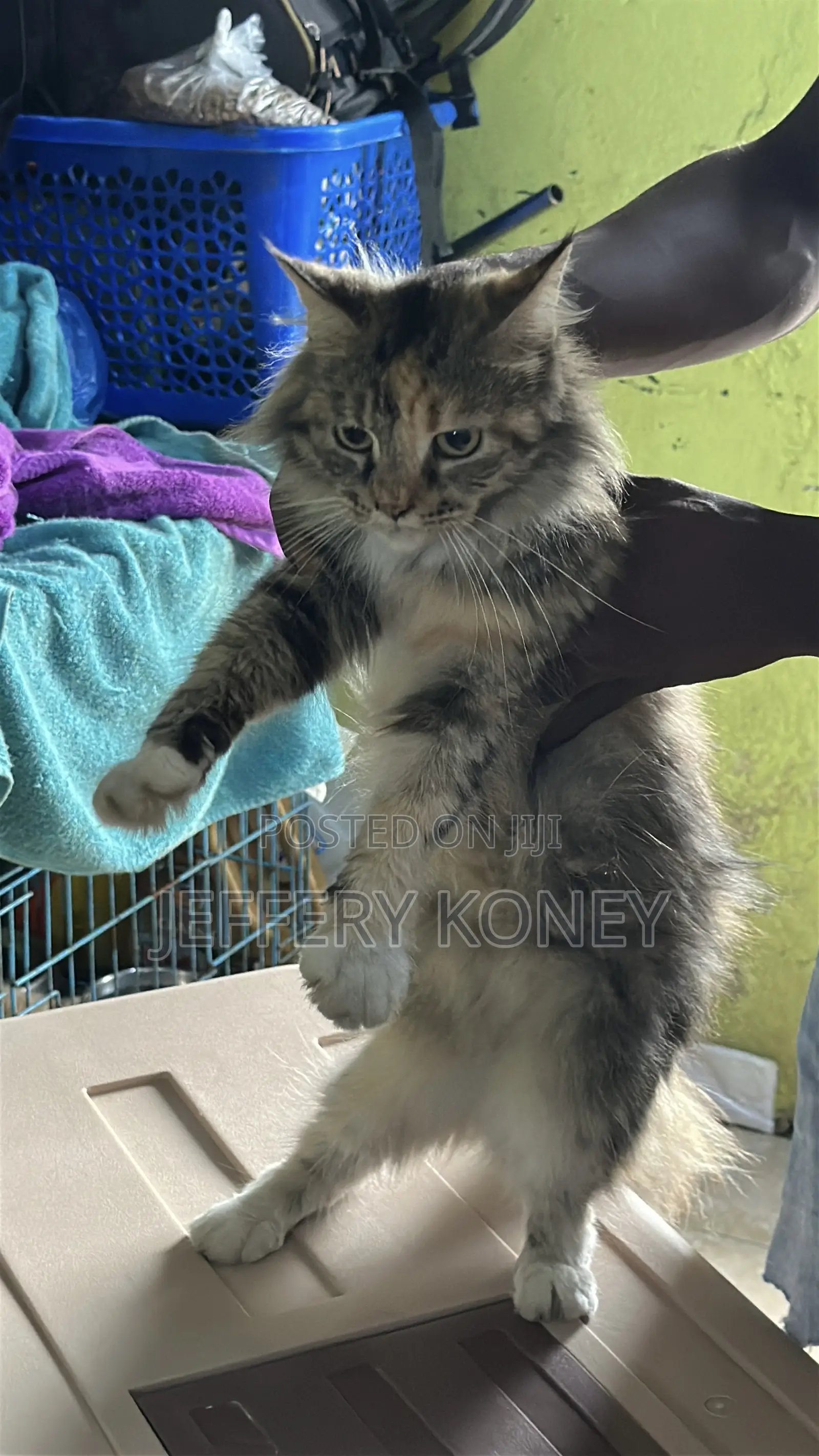 6-12 months Female Purebred Maine Coon