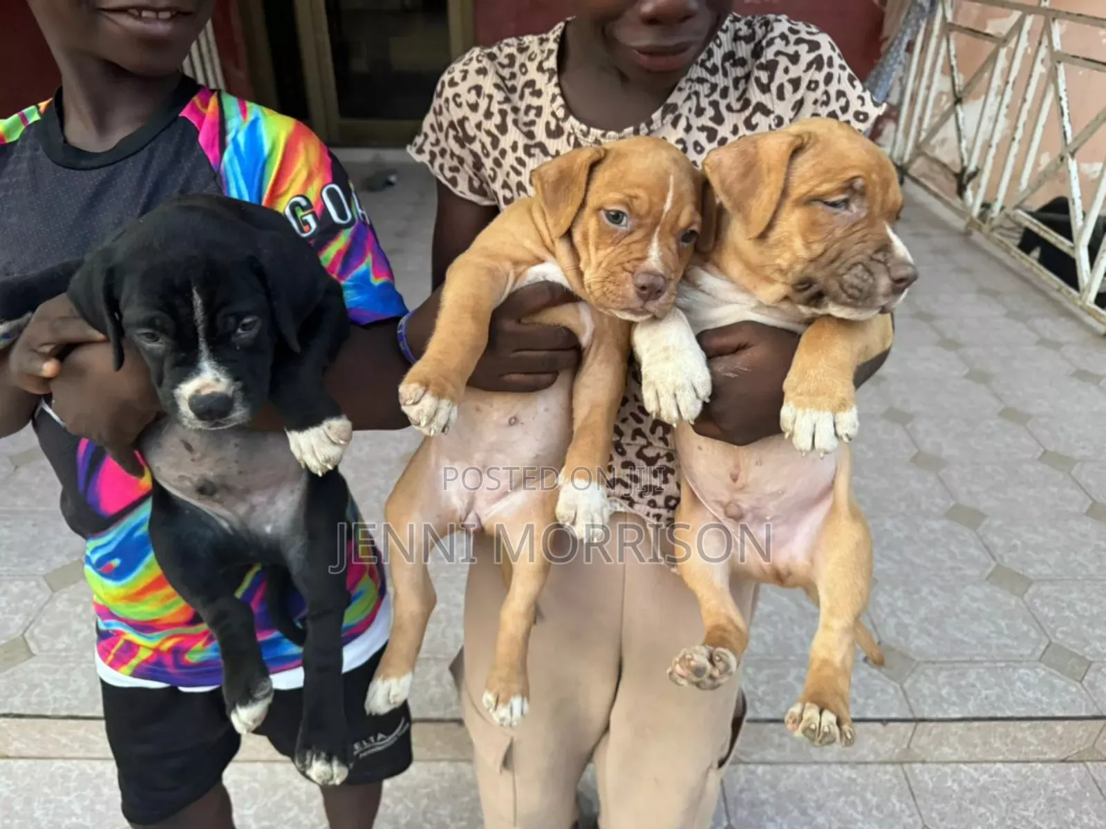 0-1 month Male Purebred American Pit Bull Terrier
