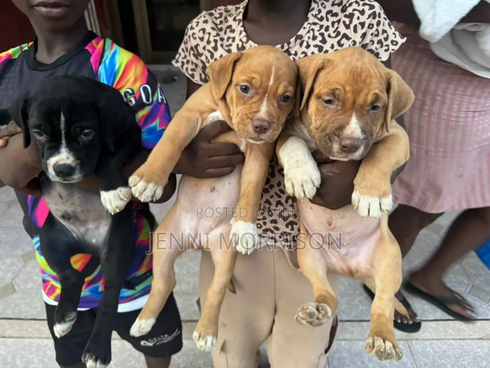 0-1 month Male Purebred American Pit Bull Terrier