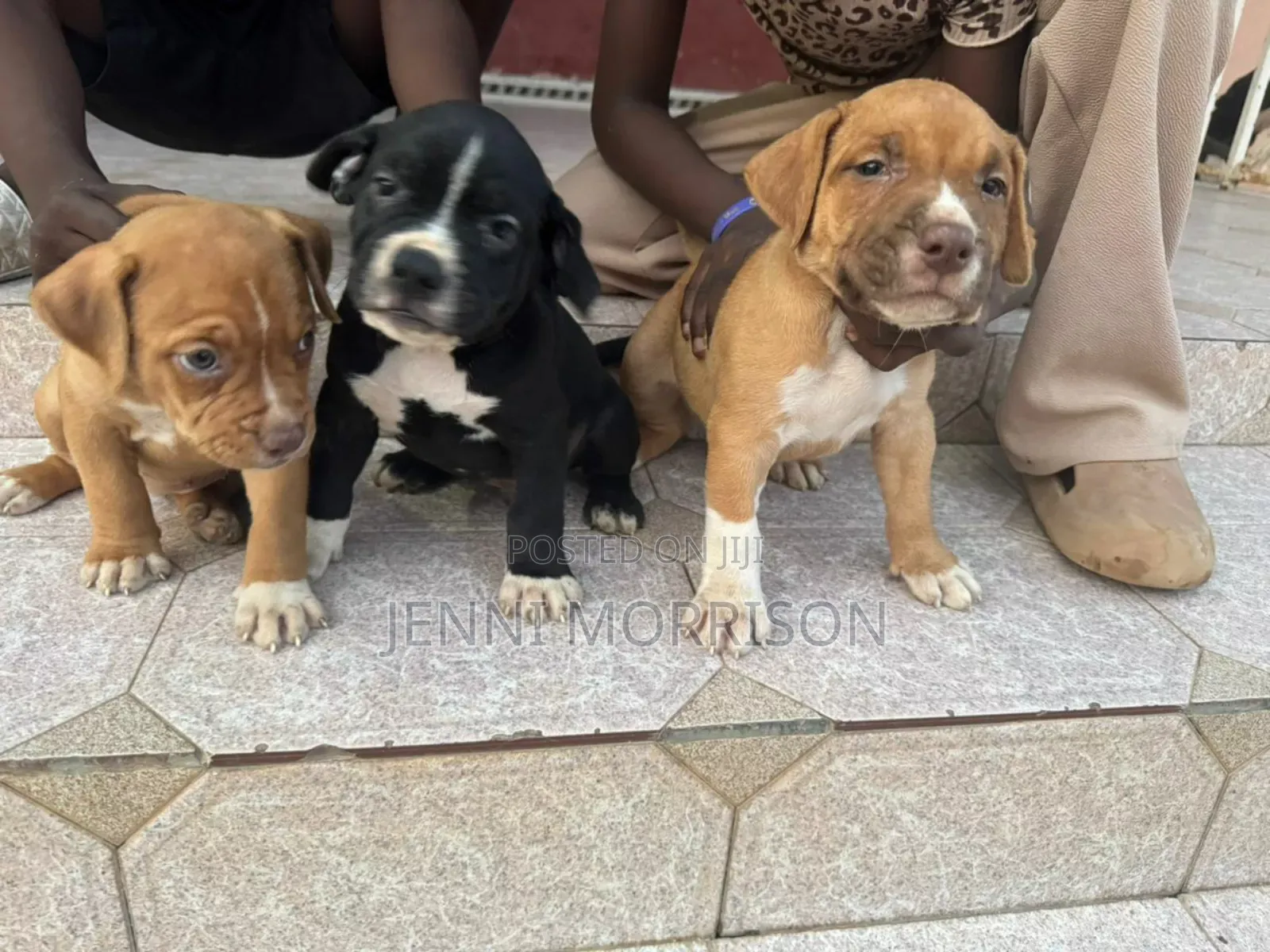 0-1 month Male Purebred American Pit Bull Terrier