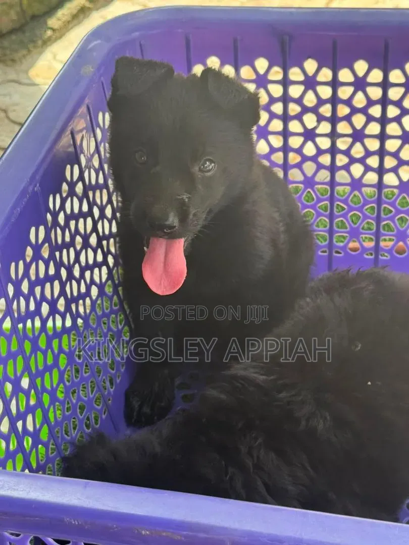 1-3 months Male Purebred German Shepherd