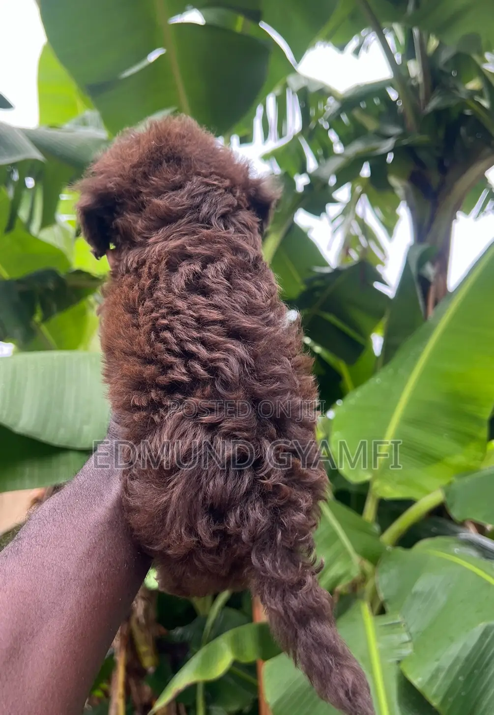 1-3 months Male Purebred Poodle