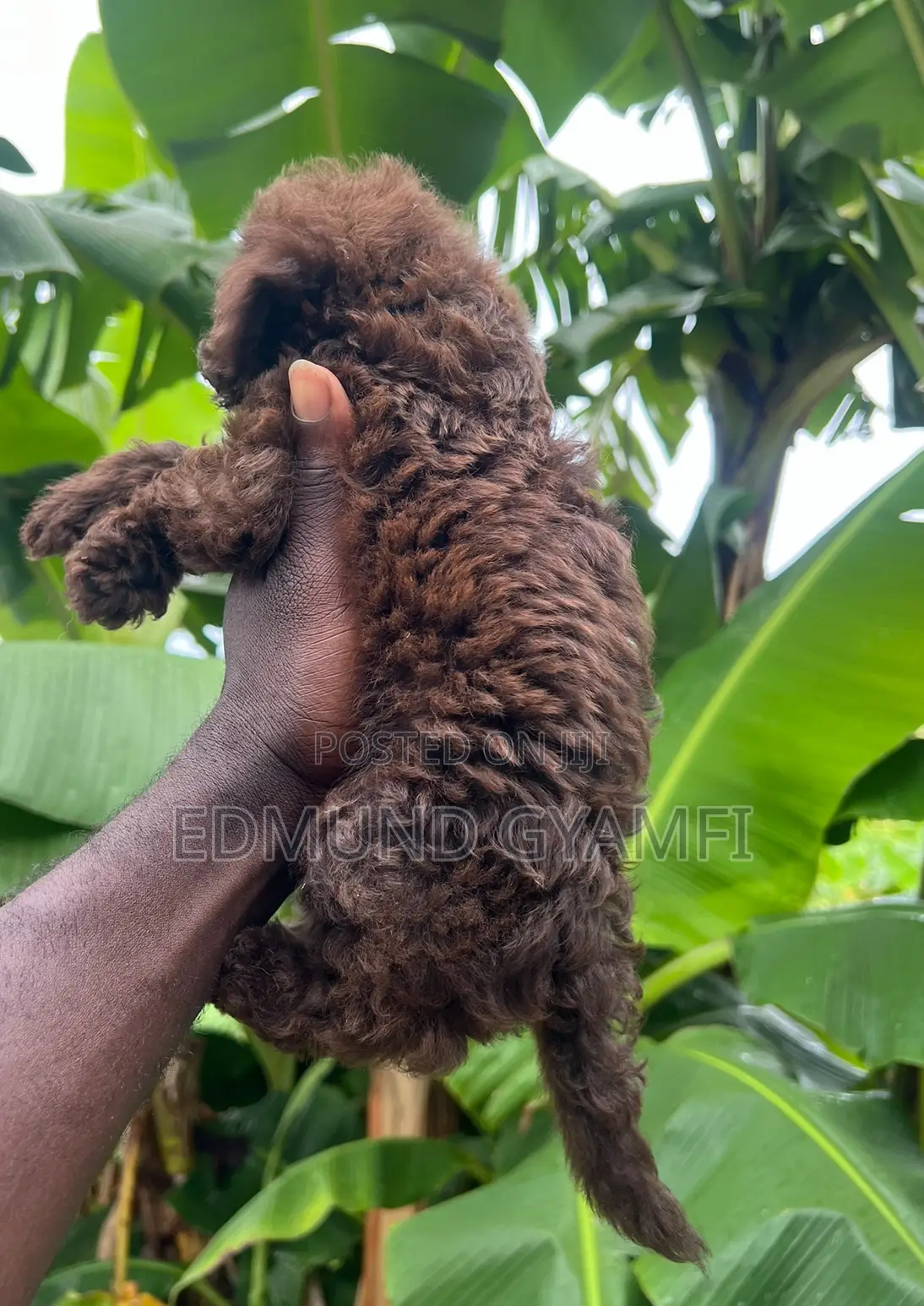1-3 months Male Purebred Poodle