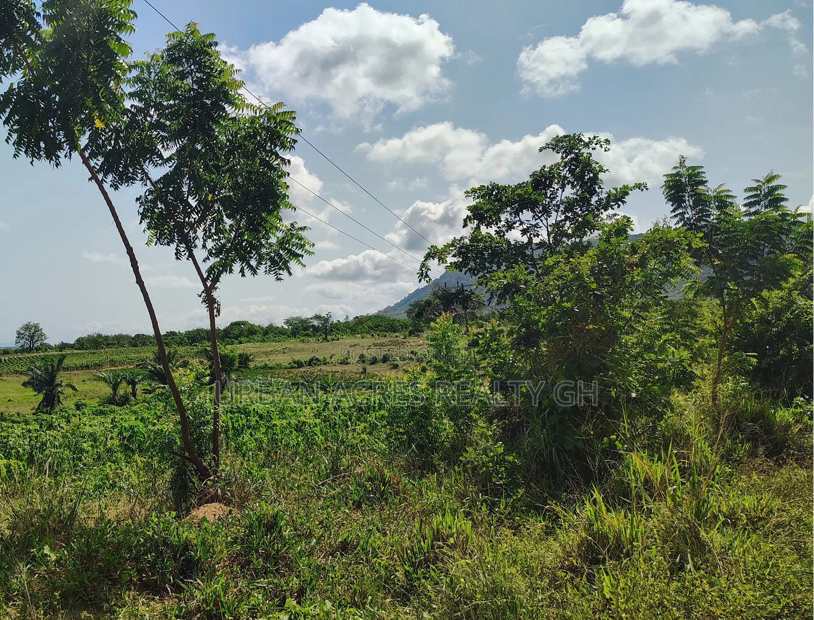 Volta Regn, Tongor (Dzemeni) _ 400 Acres Irrigable Farmland