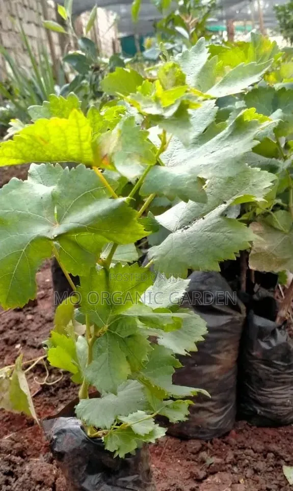 Concord Grape Seedling Plant