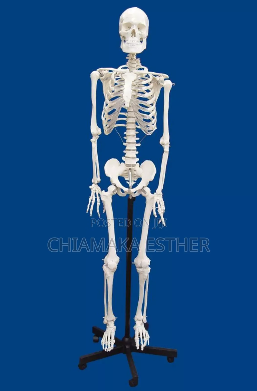 Medical Model Skeleton