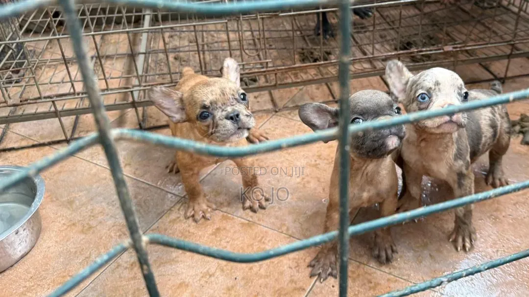 1-3 months Male Purebred French Bulldog