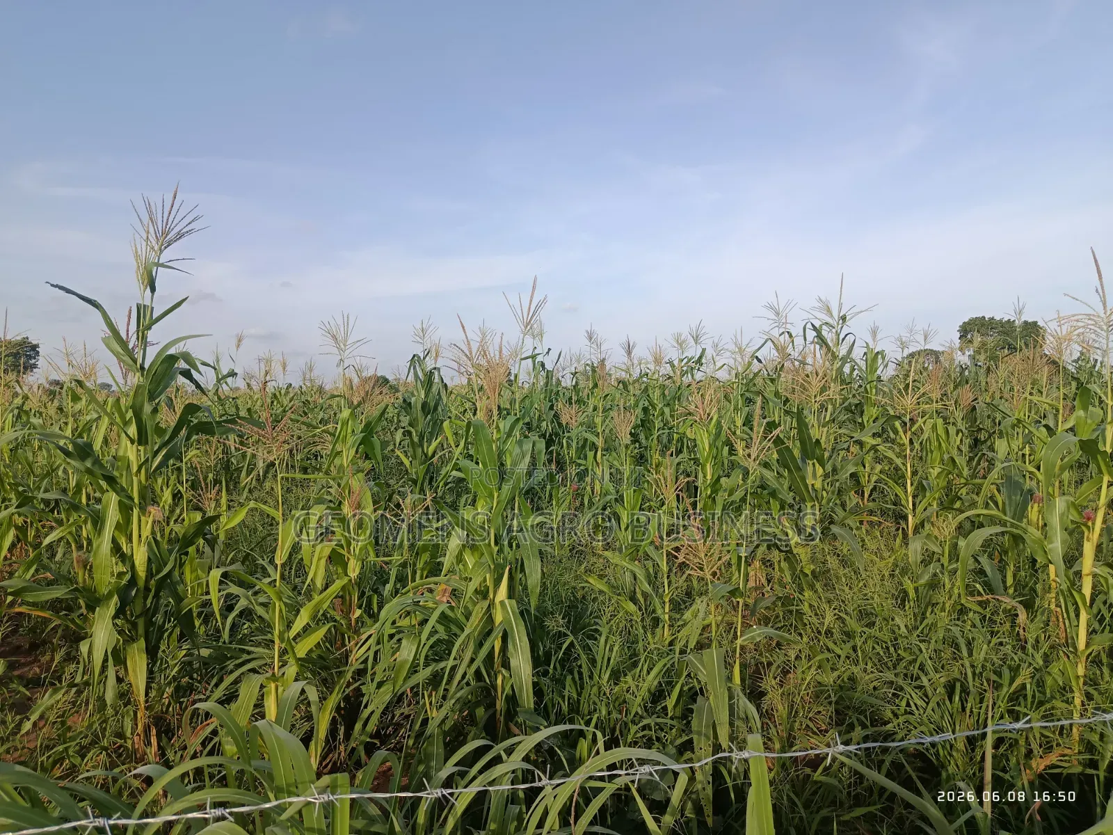 Biotango Foliar Treatment