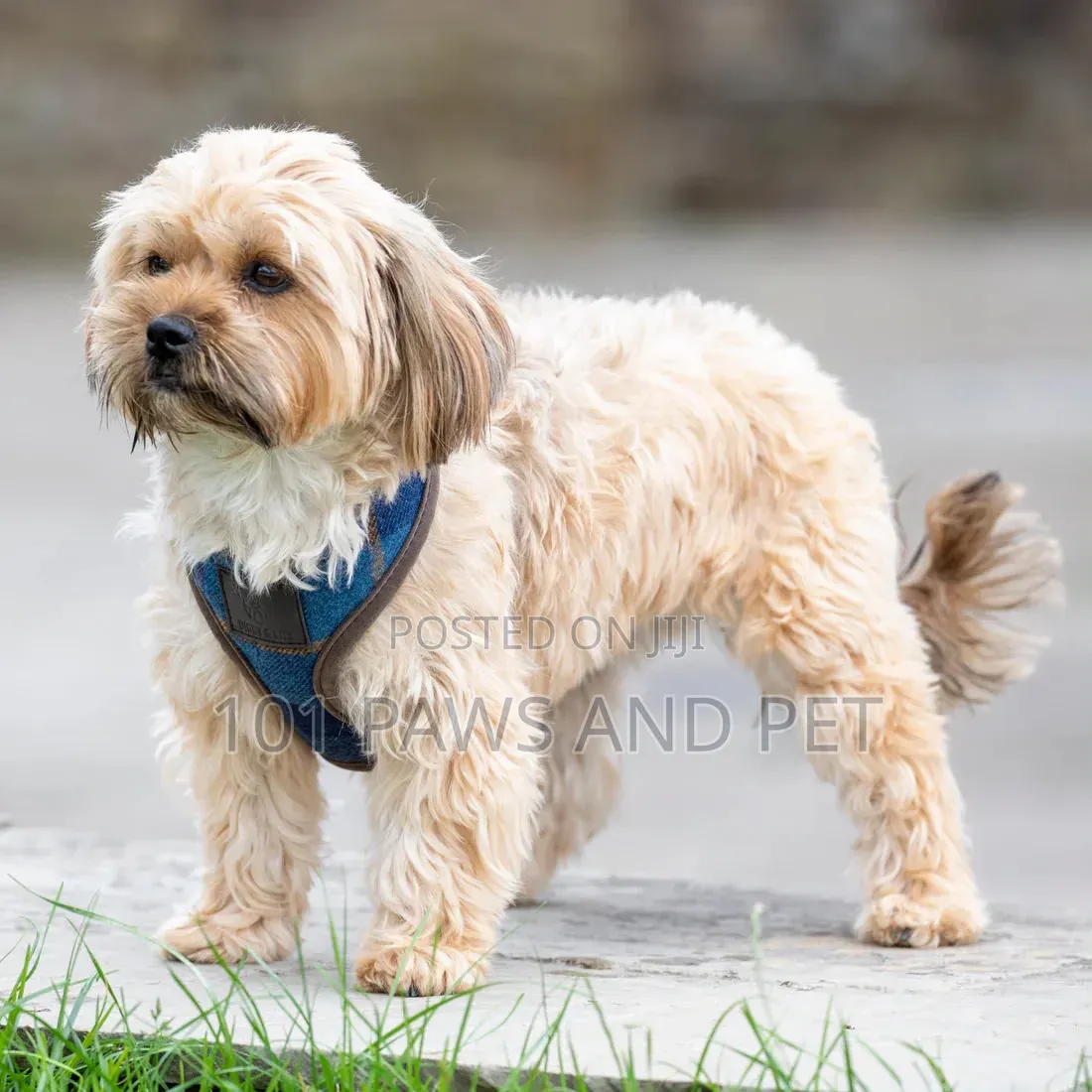 Digby Designer Pet Harness