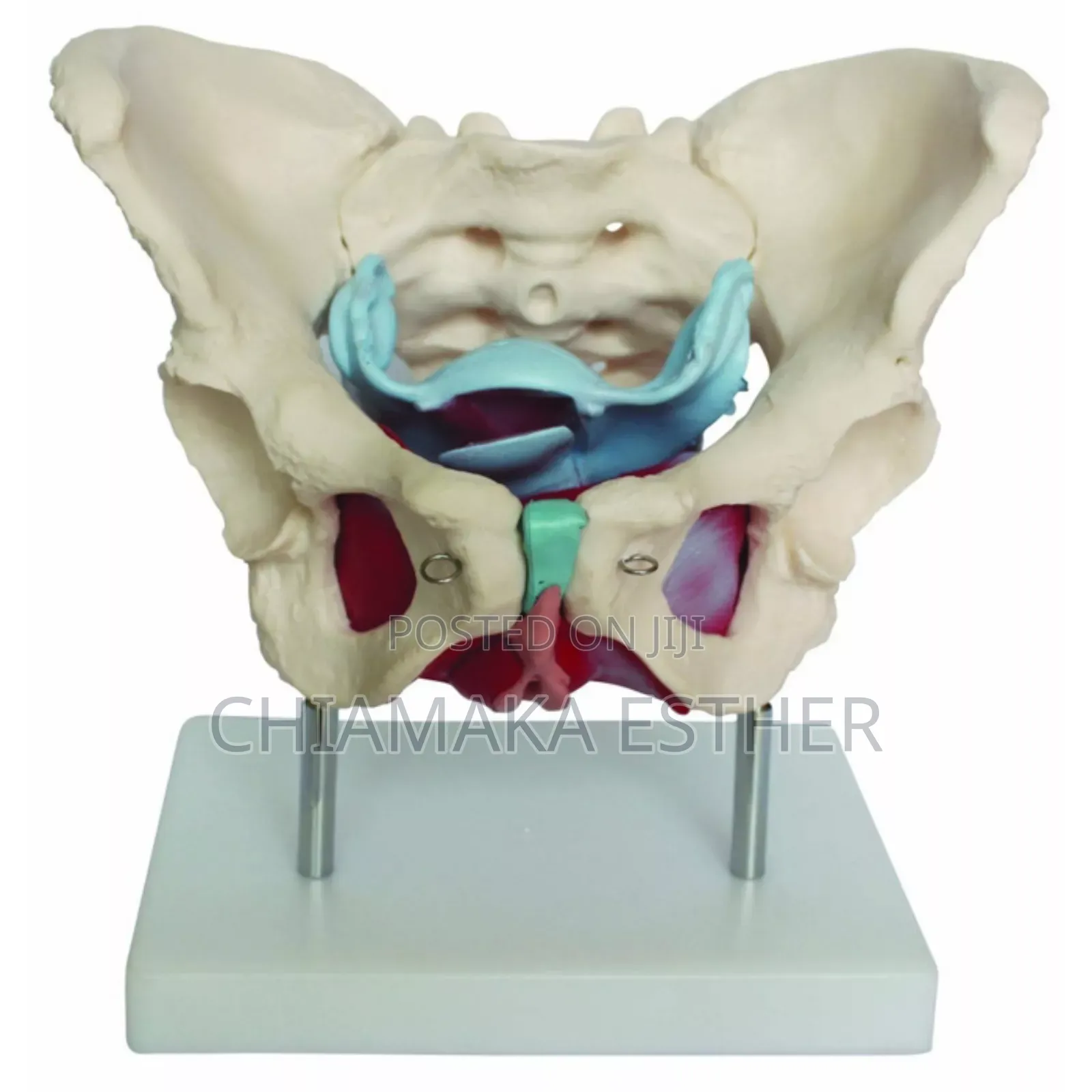Model Female Pelvic
