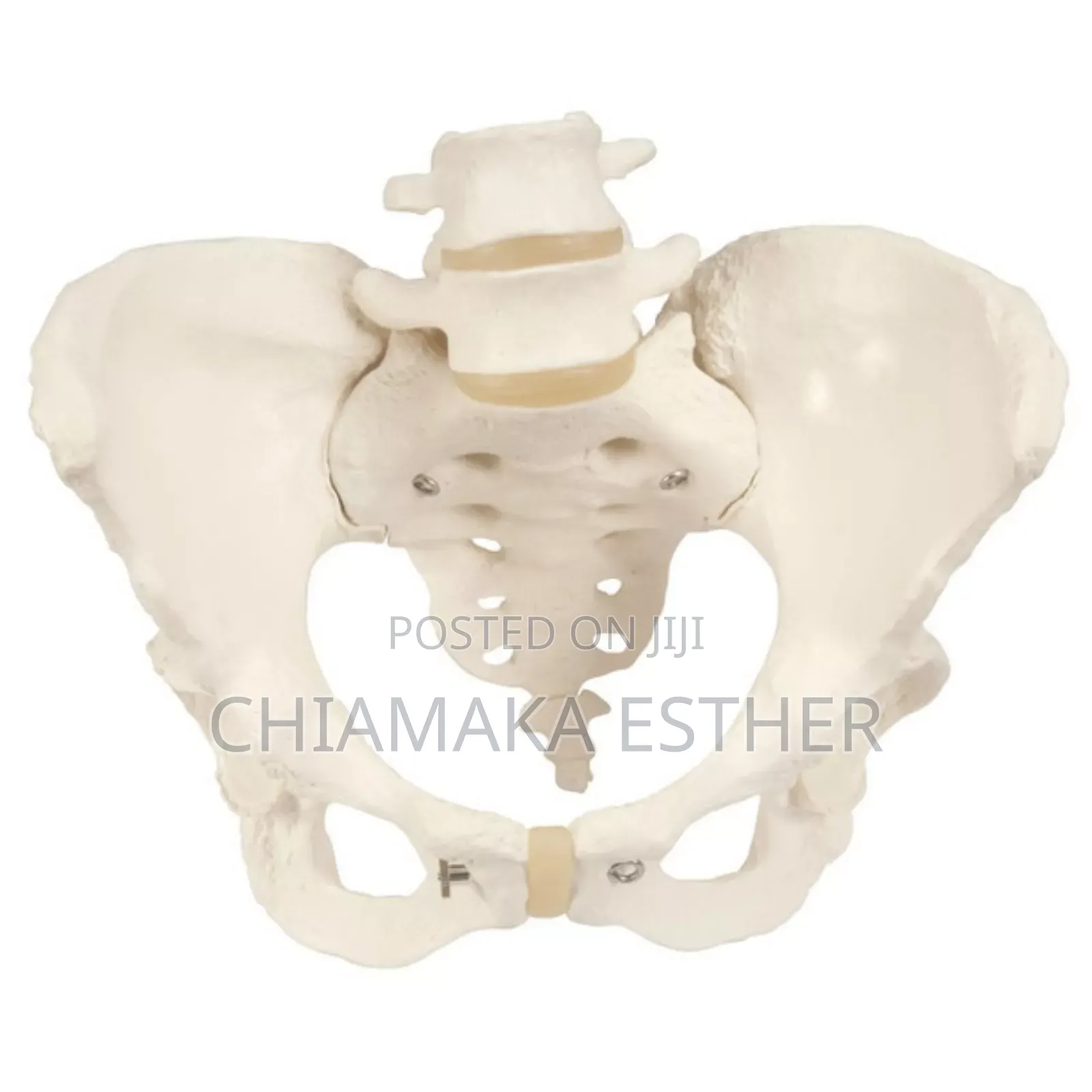 Model Female Pelvic