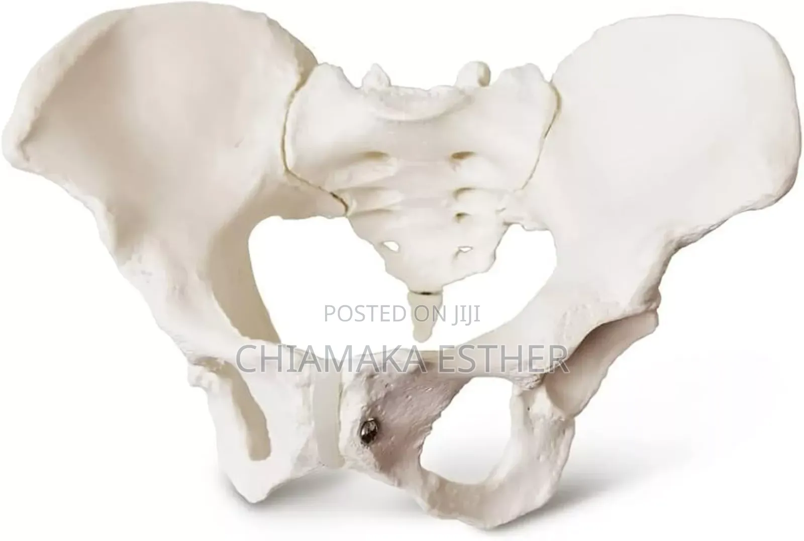 Model Female Pelvic