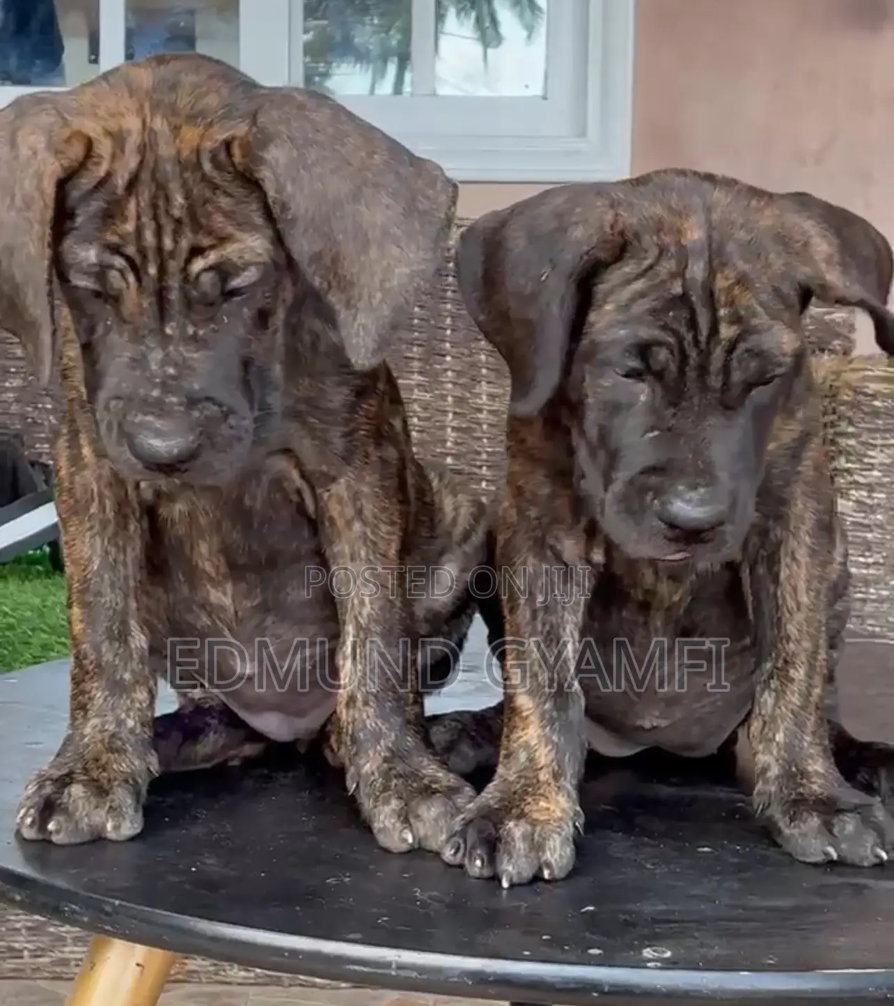 1-3 months Female Purebred Boerboel