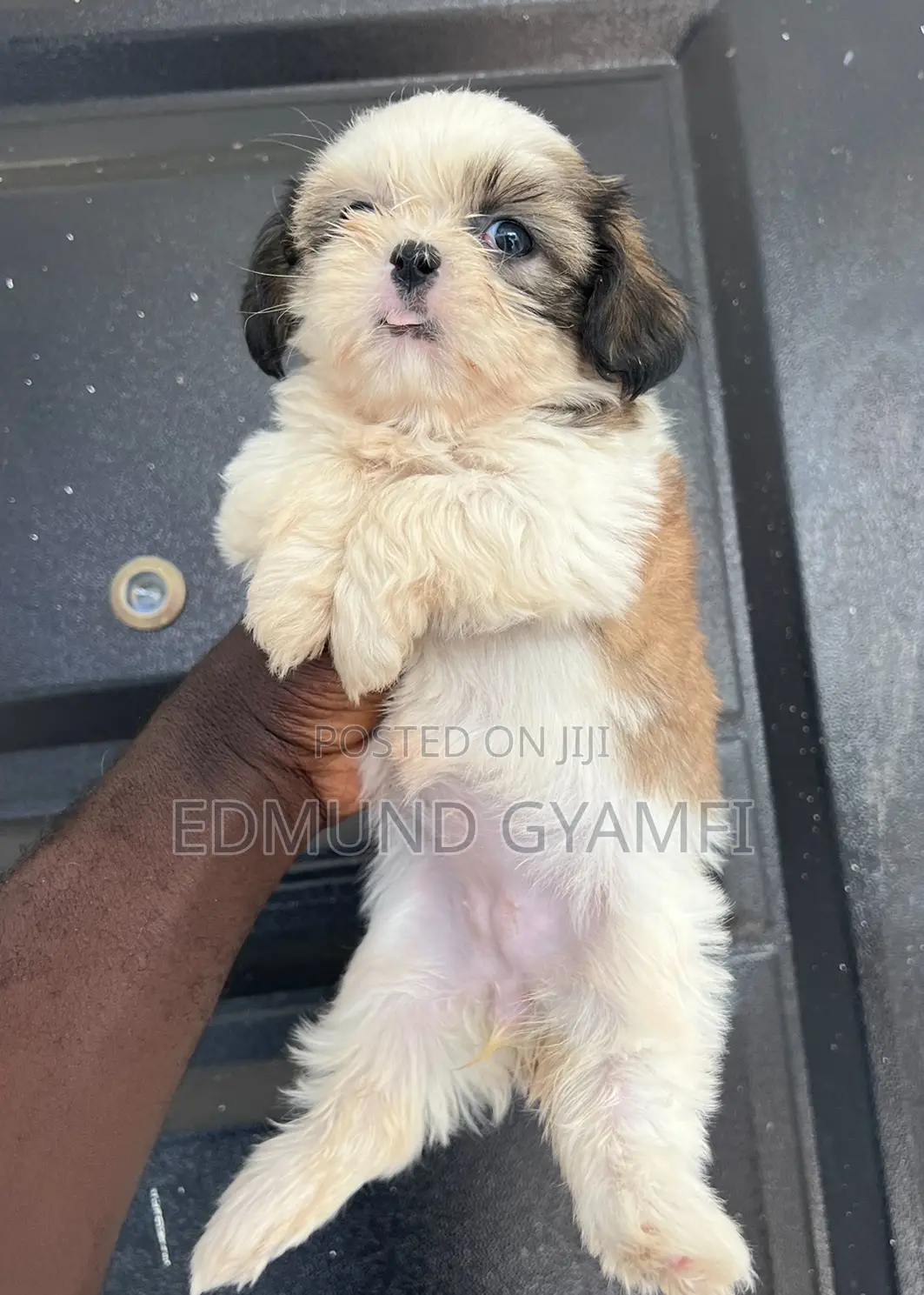 1-3 months Female Purebred Shih Tzu