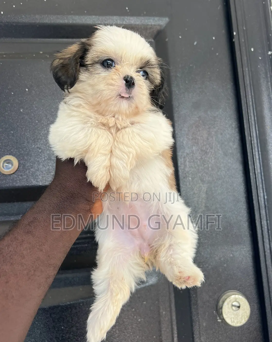 1-3 months Female Purebred Shih Tzu
