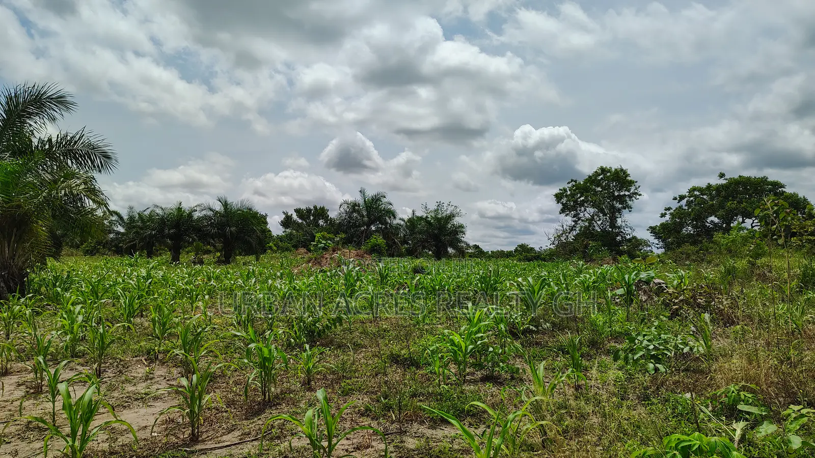 Volta Region, Akatsi Dist (Ave-dakpa) _ 5000+ Acres Farmland