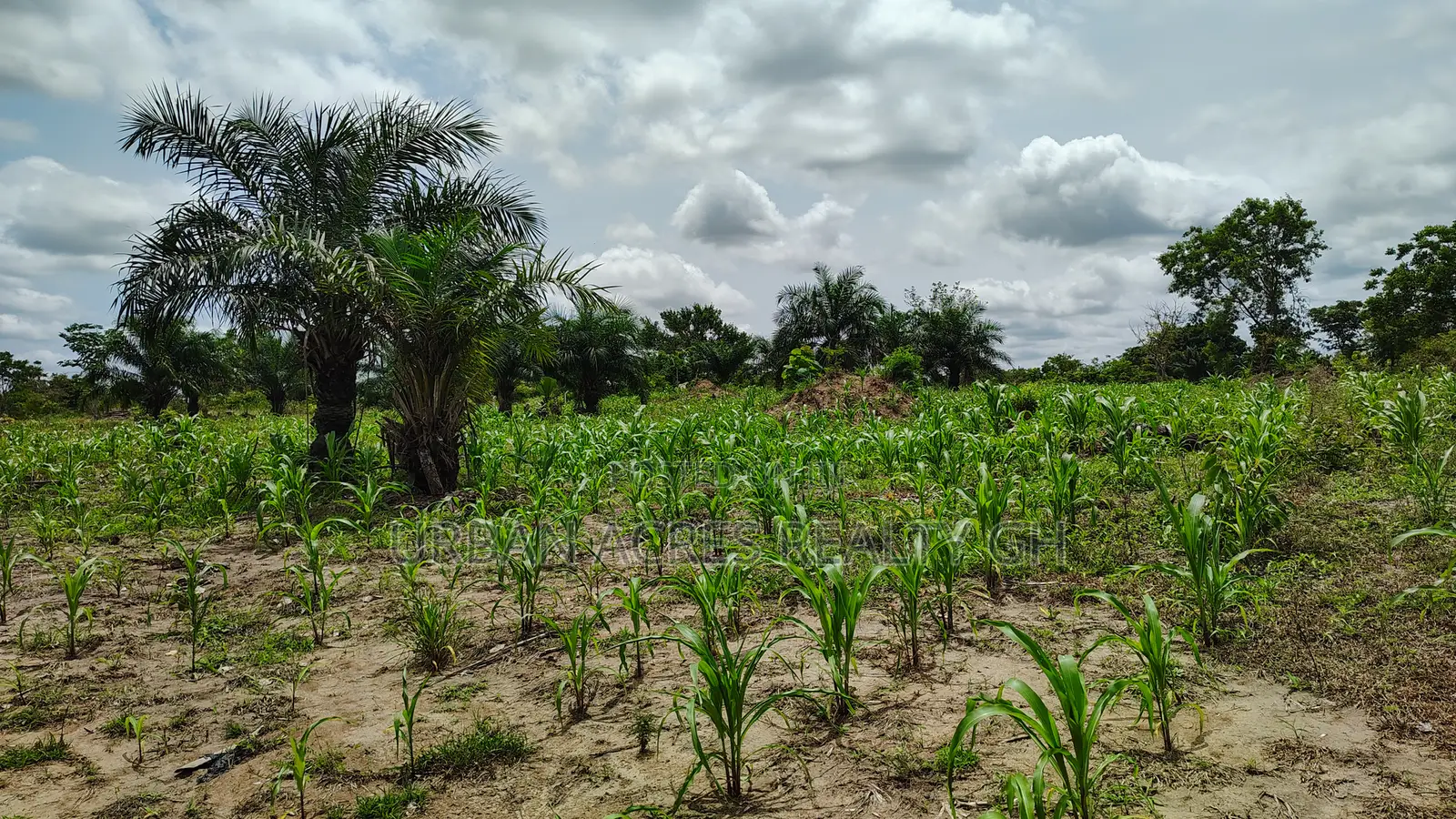 Volta Region, Akatsi Dist (Ave-dakpa) _ 5000+ Acres Farmland