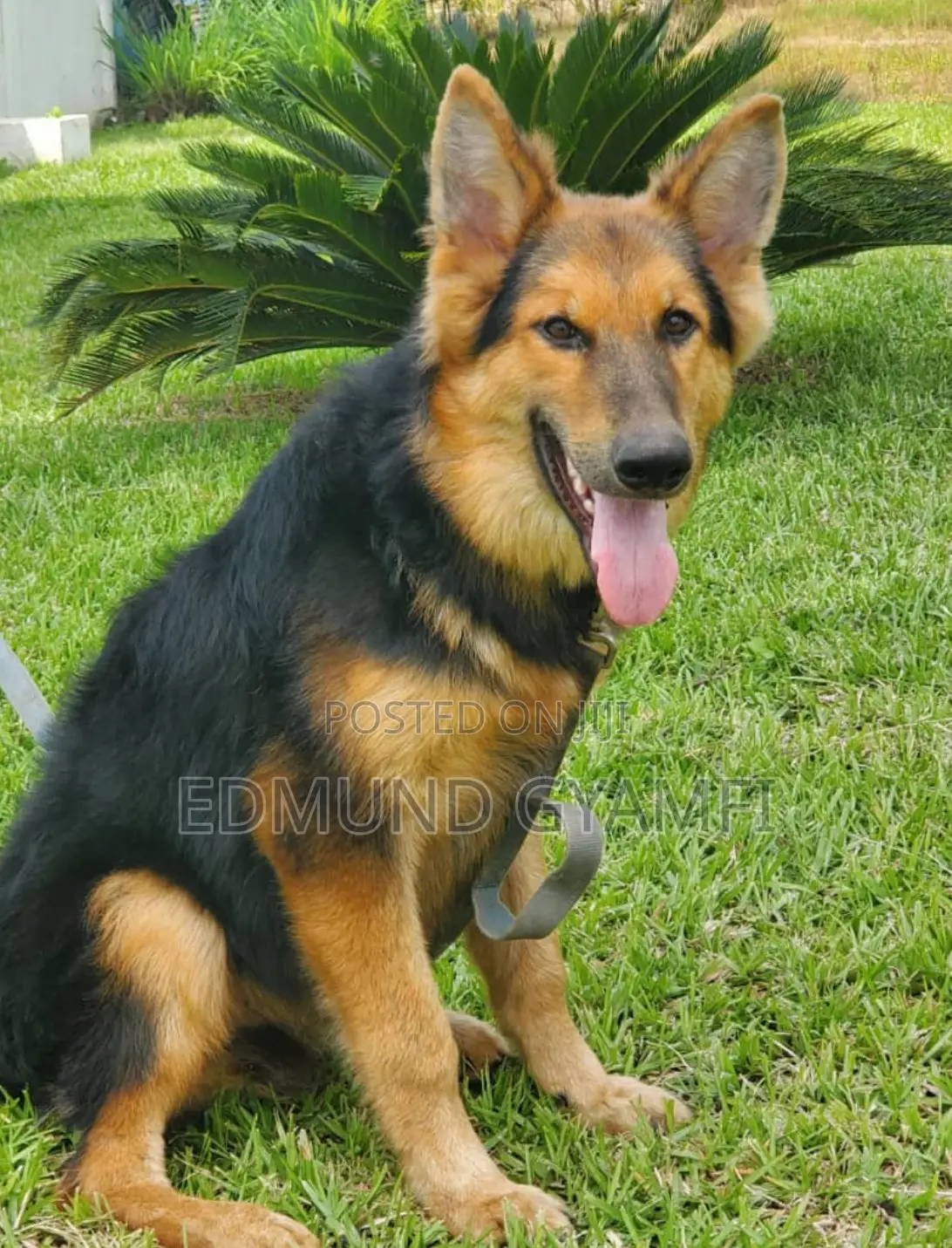 3-6 months Male Purebred German Shepherd