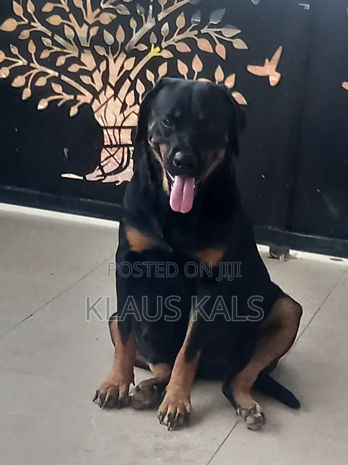 1-3 months Male Purebred Rottweiler