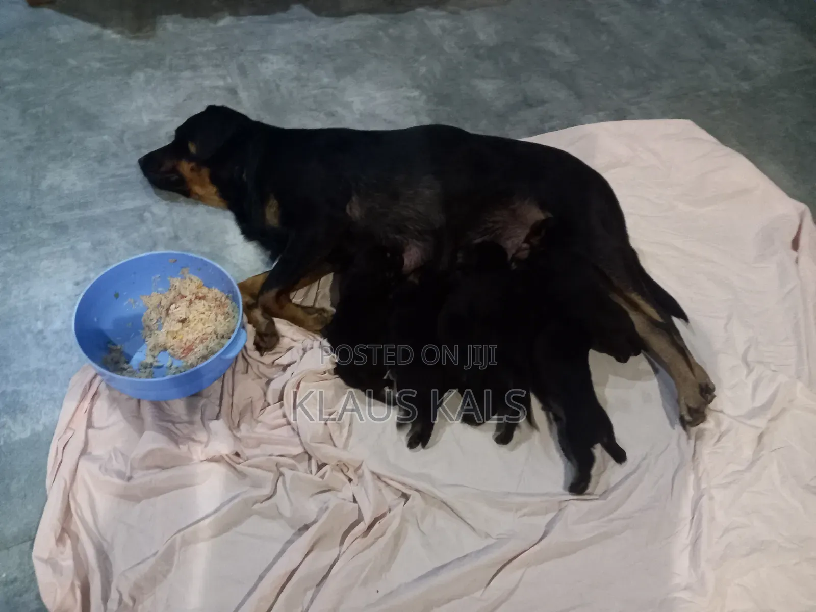 1-3 months Male Purebred Rottweiler