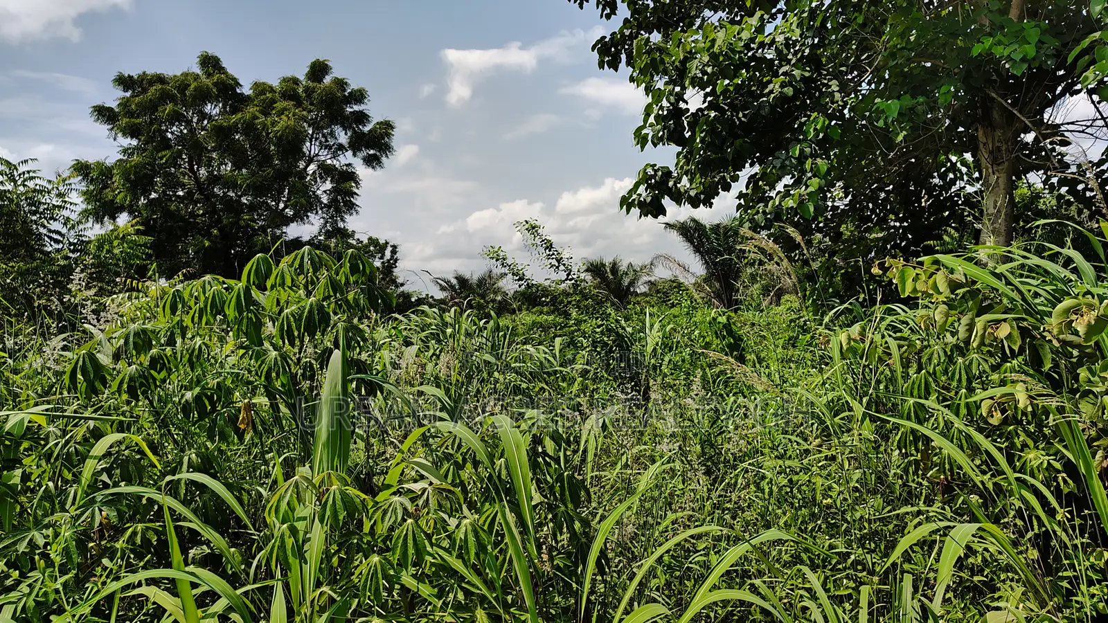 Western Regn, Shama Dist (Abott) _ 40 Acres Farmland