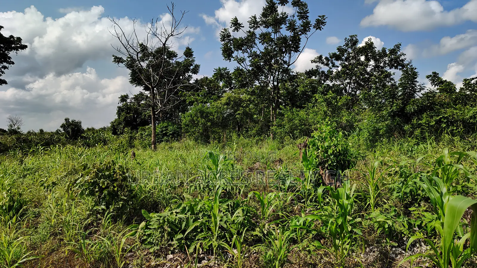 Western Regn, Shama Dist (Abott) _ 40 Acres Farmland