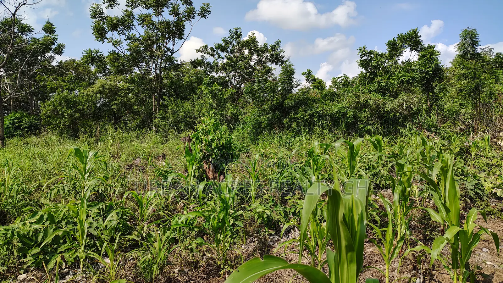 Western Regn, Shama Dist (Abott) _ 40 Acres Farmland
