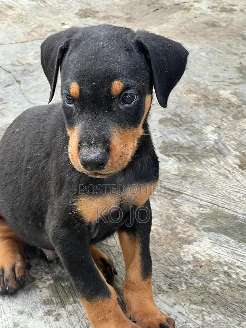 1-3 months Female Purebred Doberman Pinscher