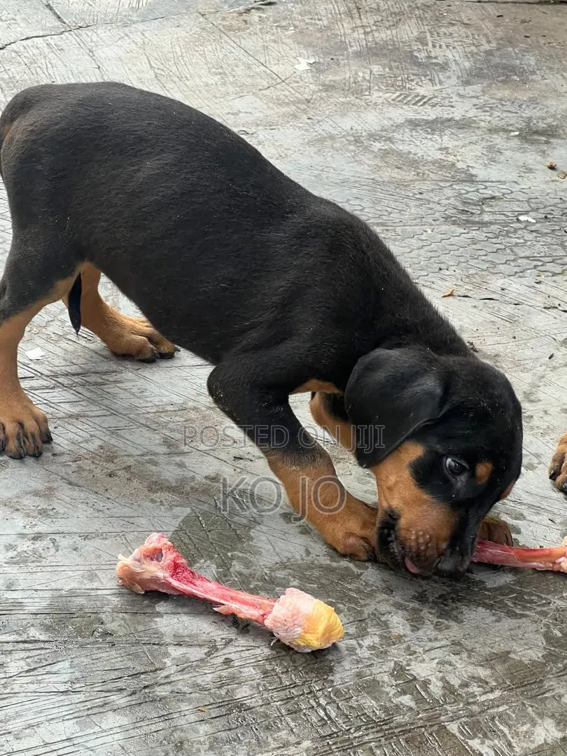 1-3 months Female Purebred Doberman Pinscher