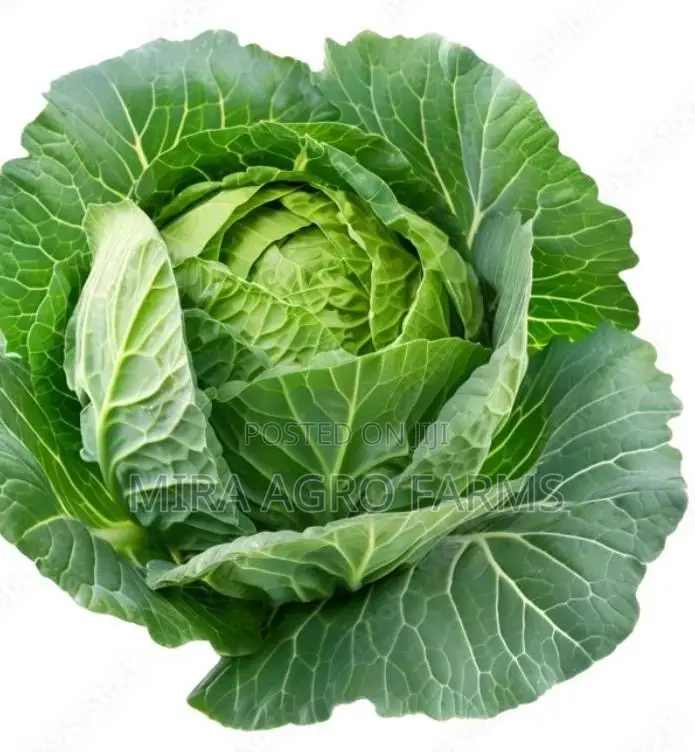 Vegetable Seeds and Seedlings