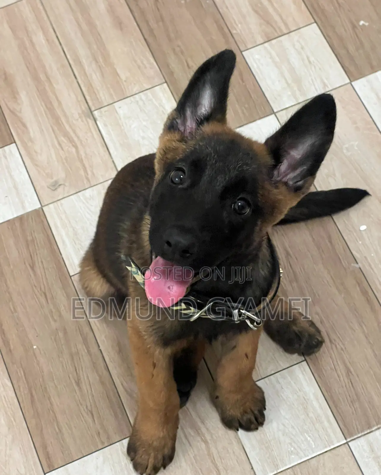 1-3 months Female Purebred Belgian Malinois