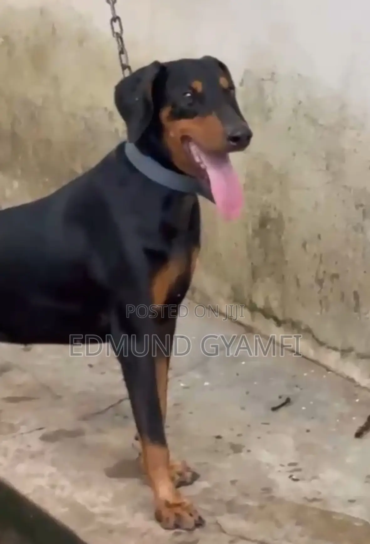 3-6 months Female Purebred Doberman Pinscher