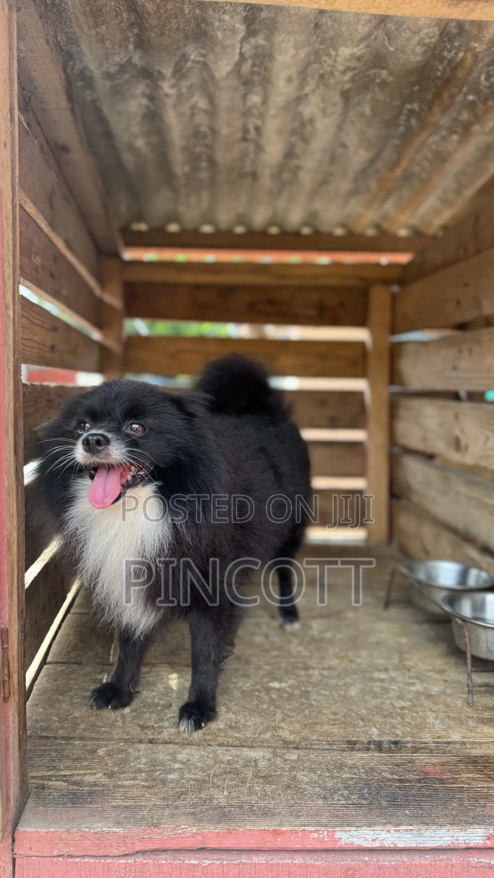 1+ year Male Purebred Pomeranian
