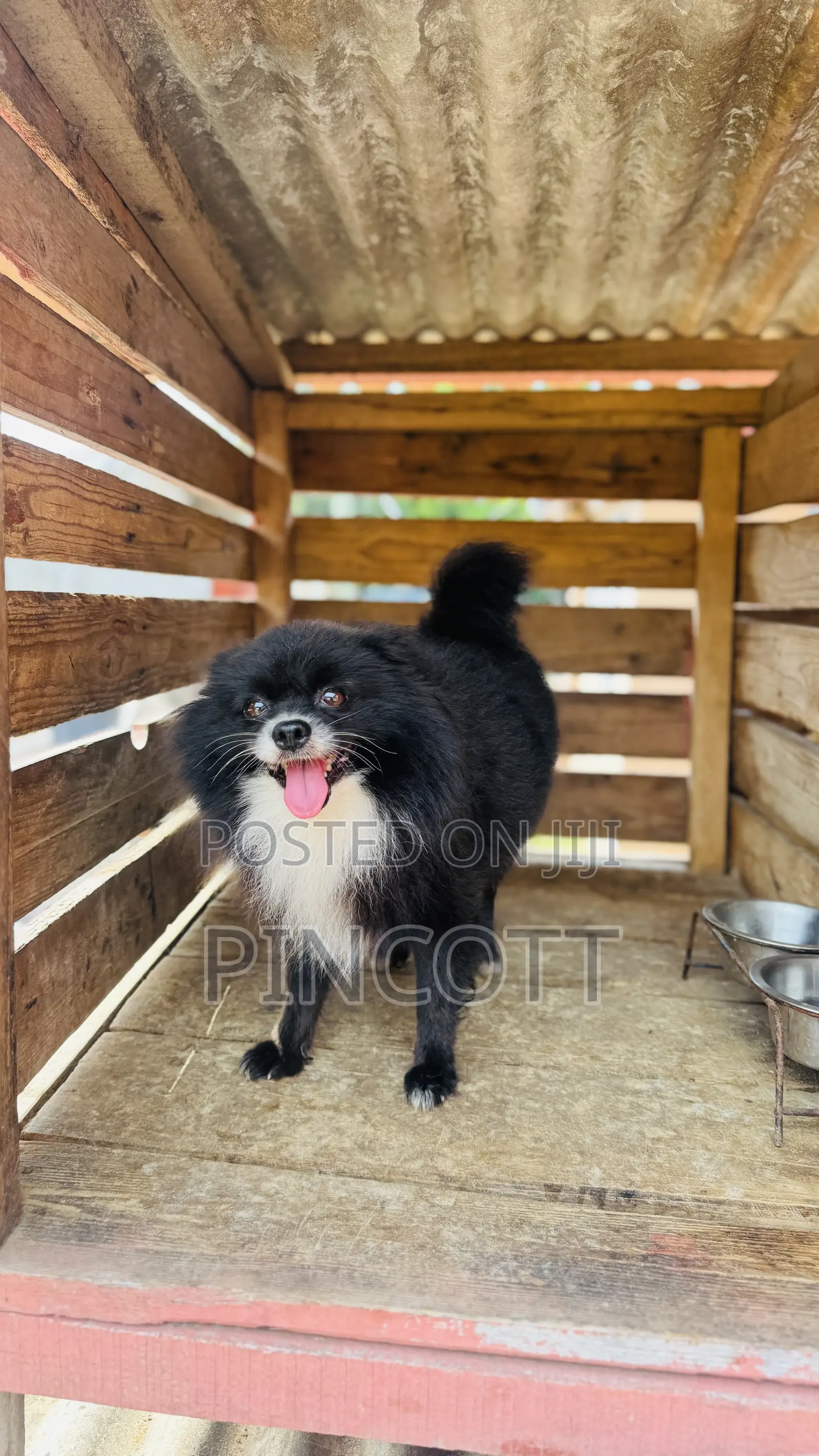 1+ year Male Purebred Pomeranian