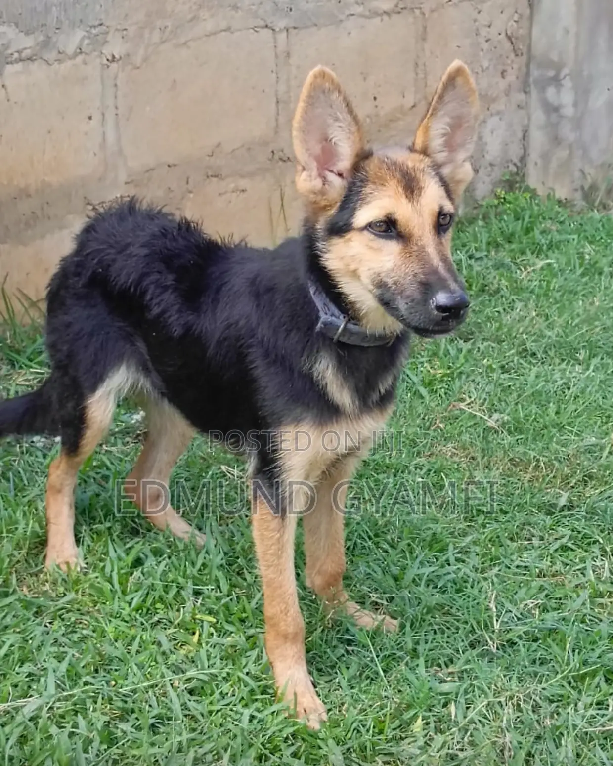 3-6 months Male Purebred German Shepherd