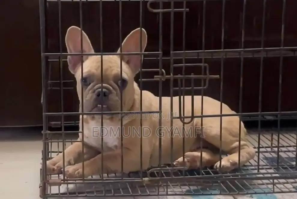 3-6 months Female Purebred French Bulldog