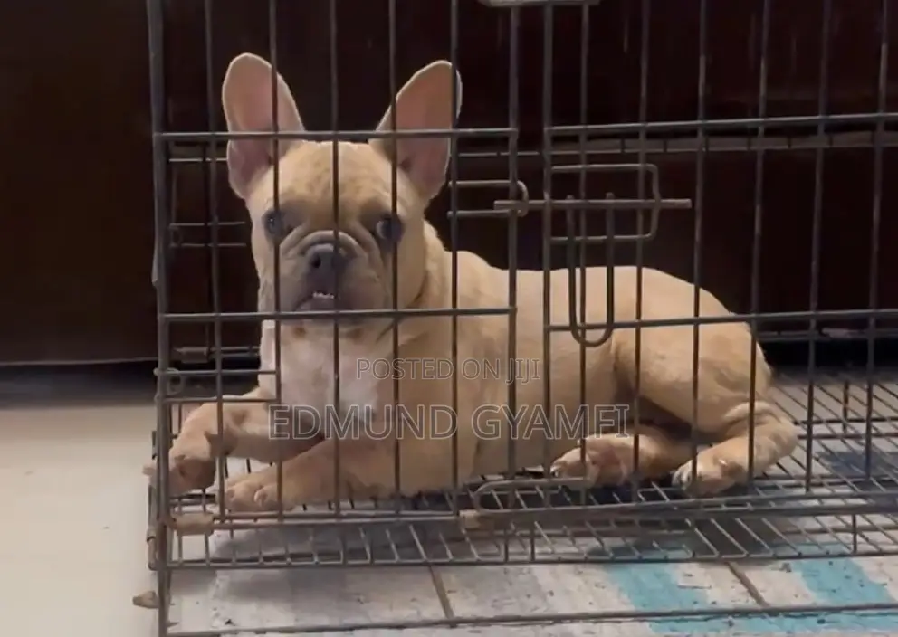 3-6 months Female Purebred French Bulldog