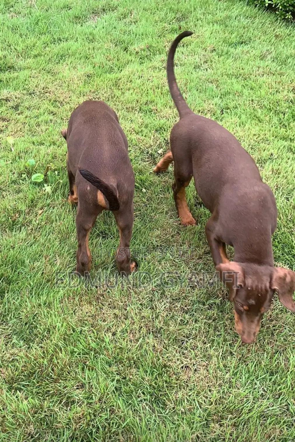 1-3 months Male Purebred Doberman Pinscher