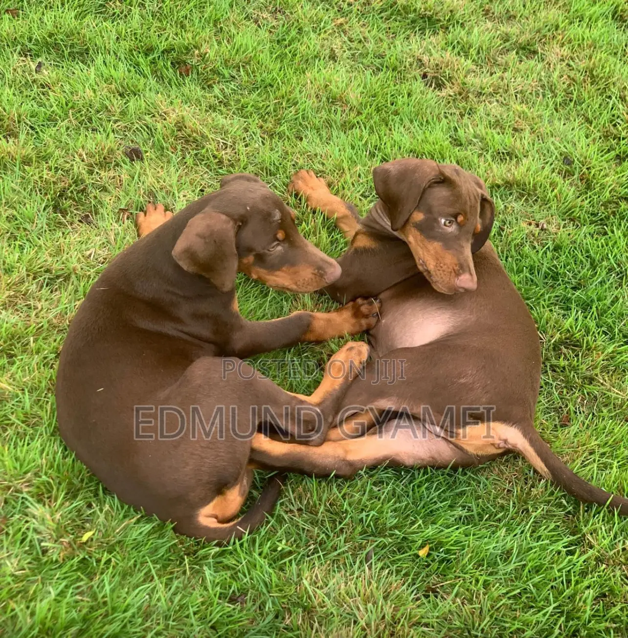 1-3 months Male Purebred Doberman Pinscher