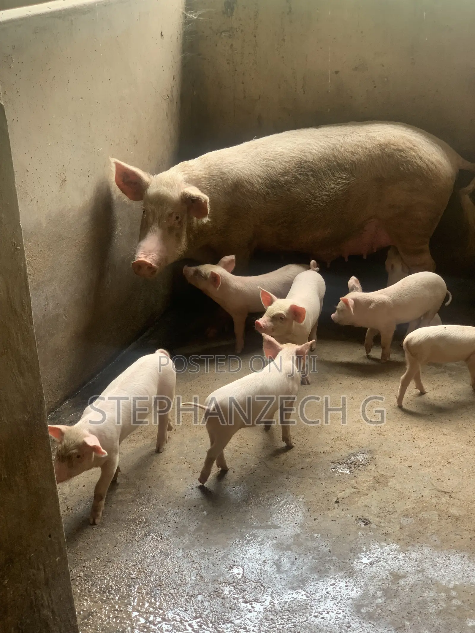Pigs for Sell at a Cool Price