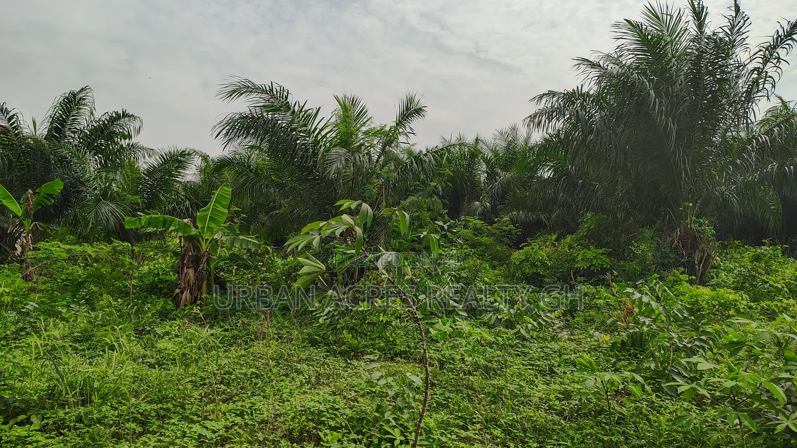 Western Regn, Shama (Beposo) _ 6 Acres Farmland