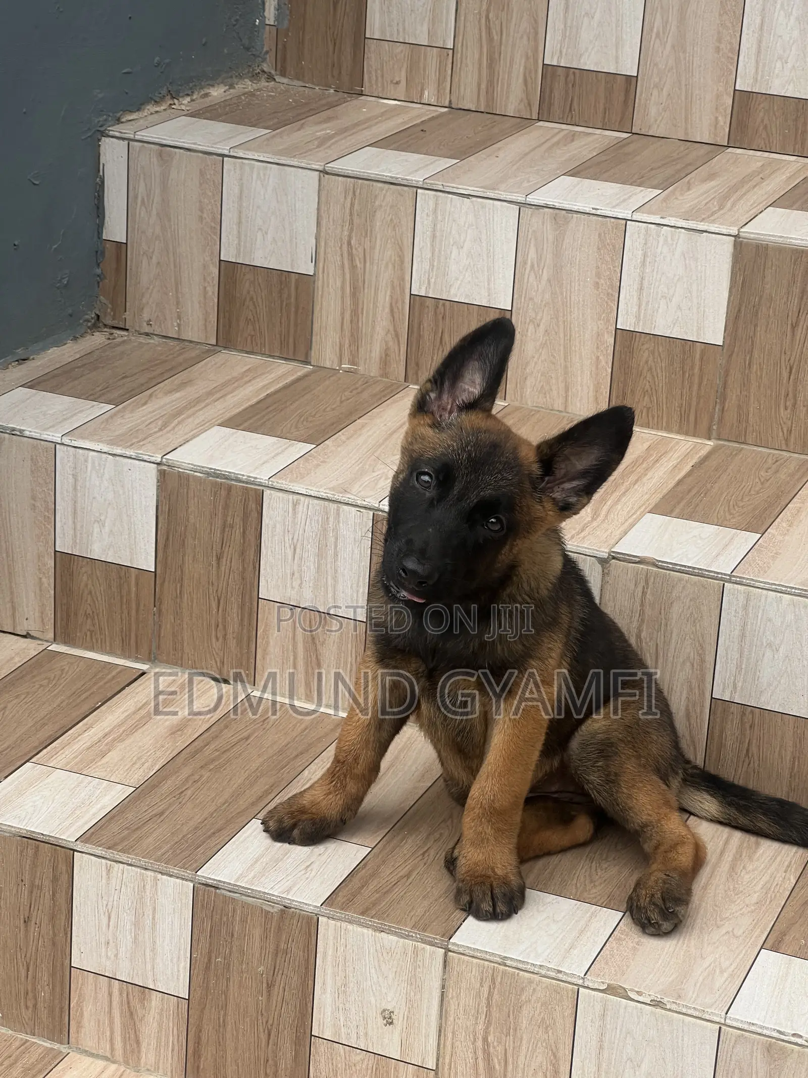 1-3 months Female Purebred Belgian Malinois